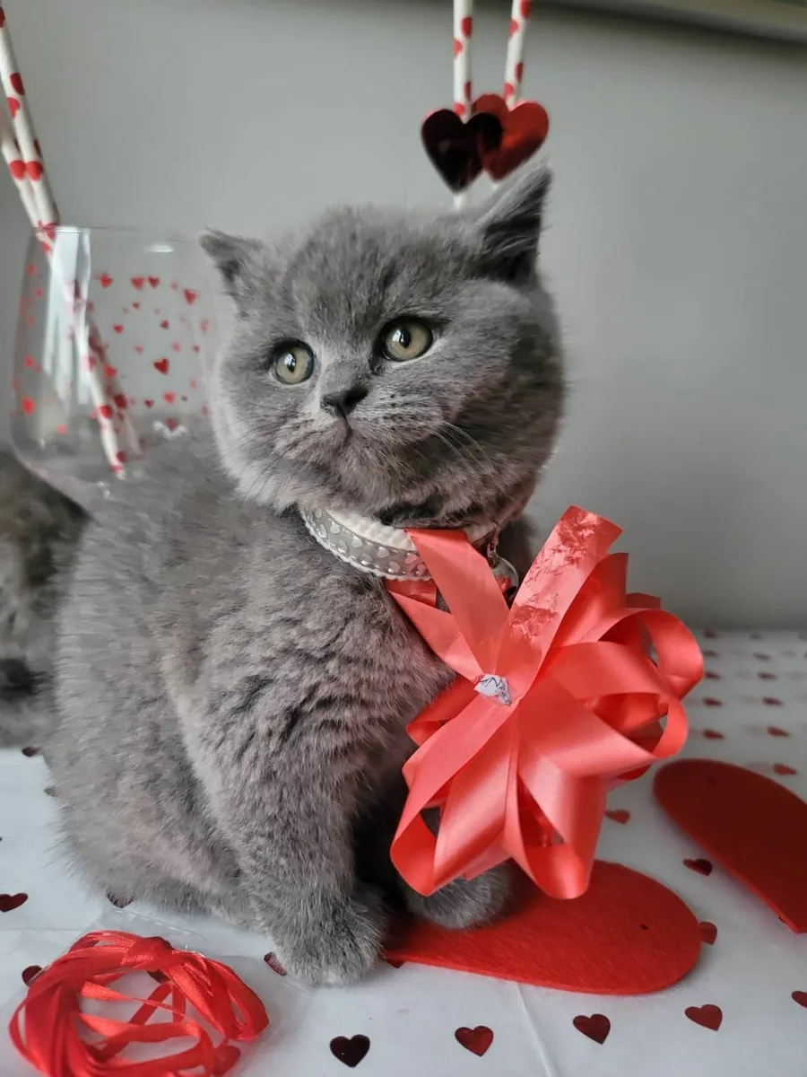 British shorthair kittens for sale🥰 - Image 2