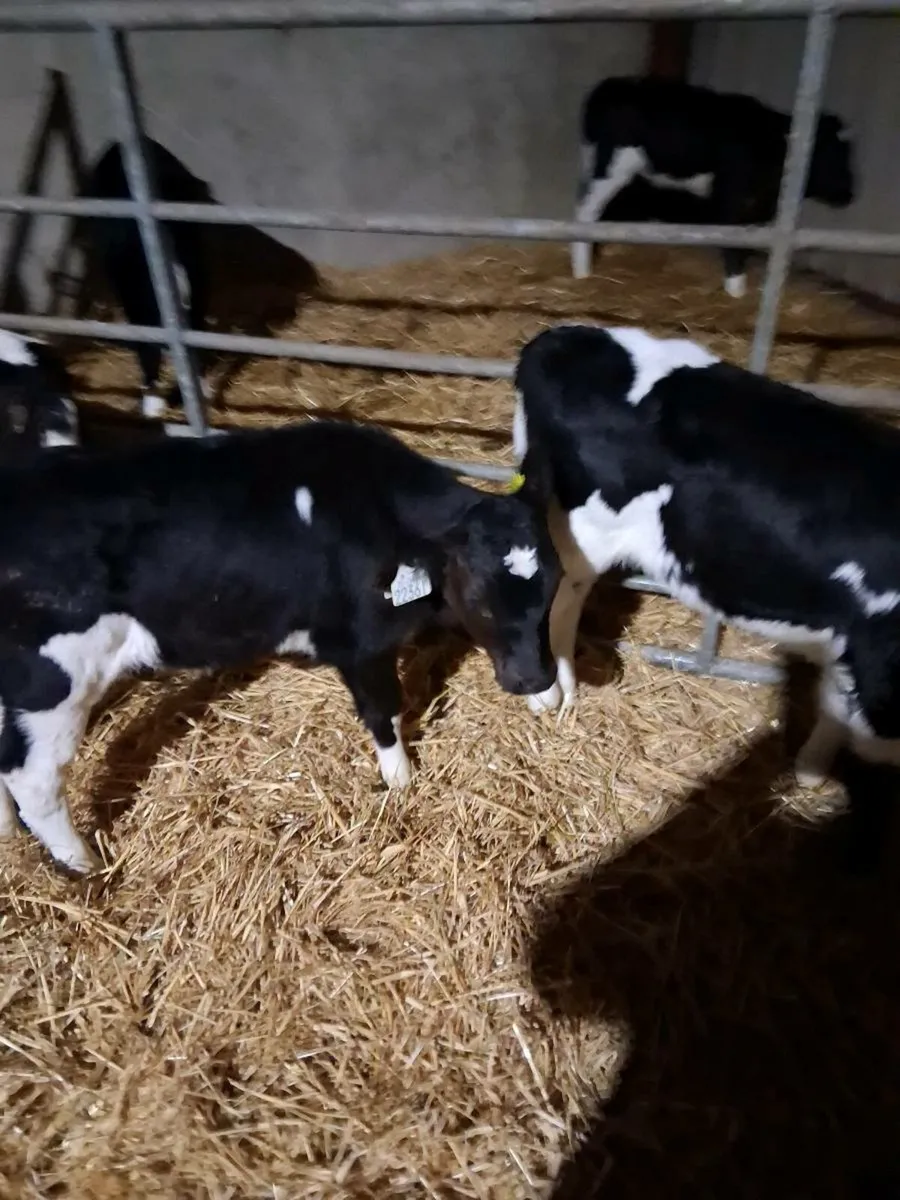 Fr heifer calves - Image 3