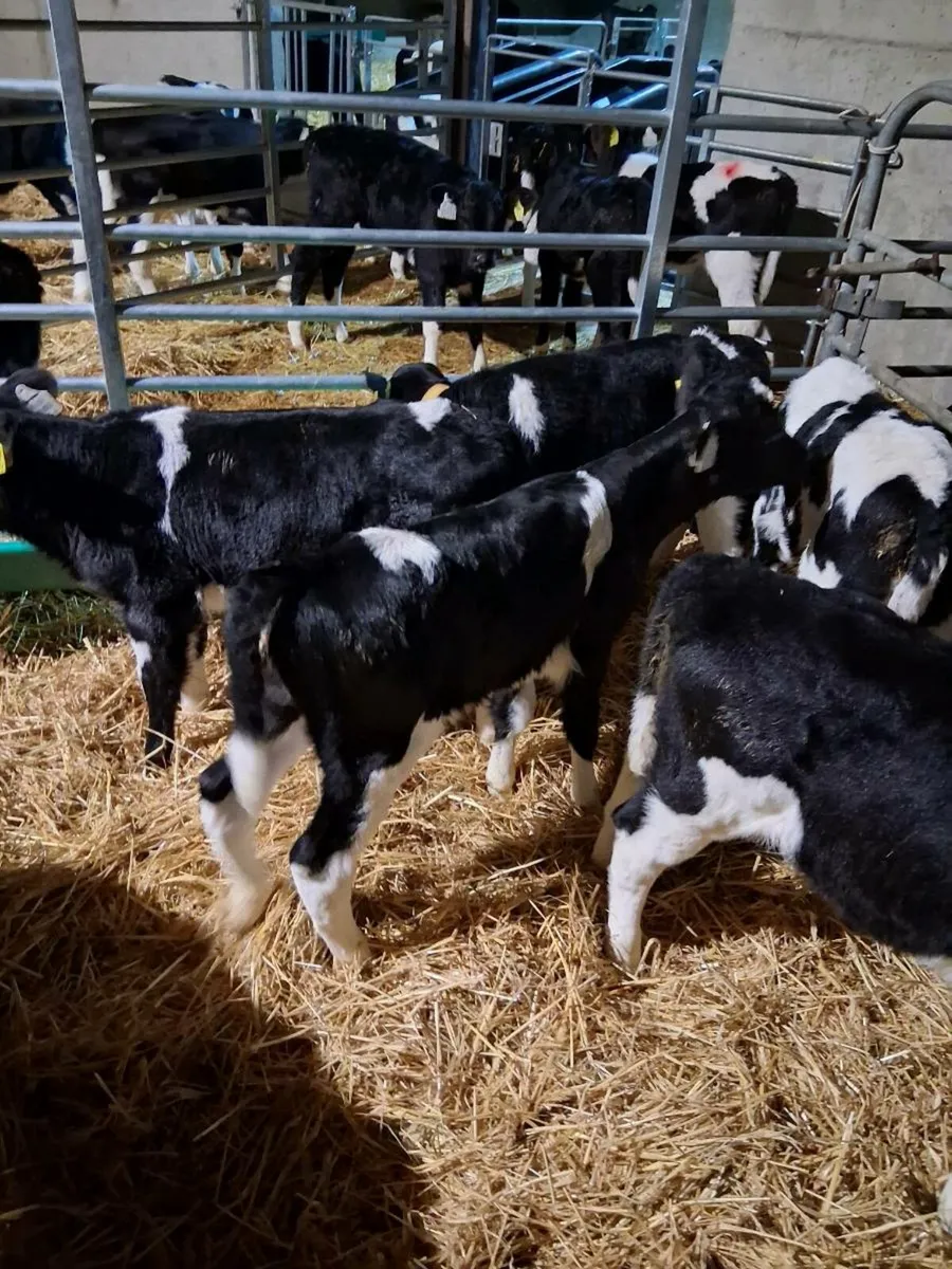 Fr heifer calves - Image 1