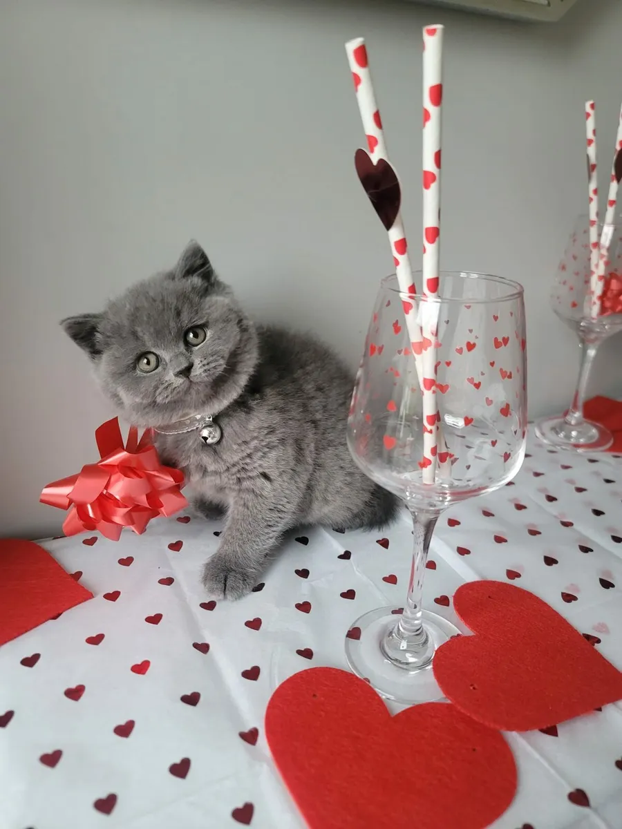 British shorthair kittens for sale🥰 - Image 4