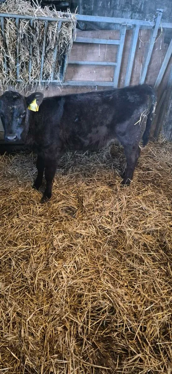 AAX HEIFERS RUNNER - Image 4