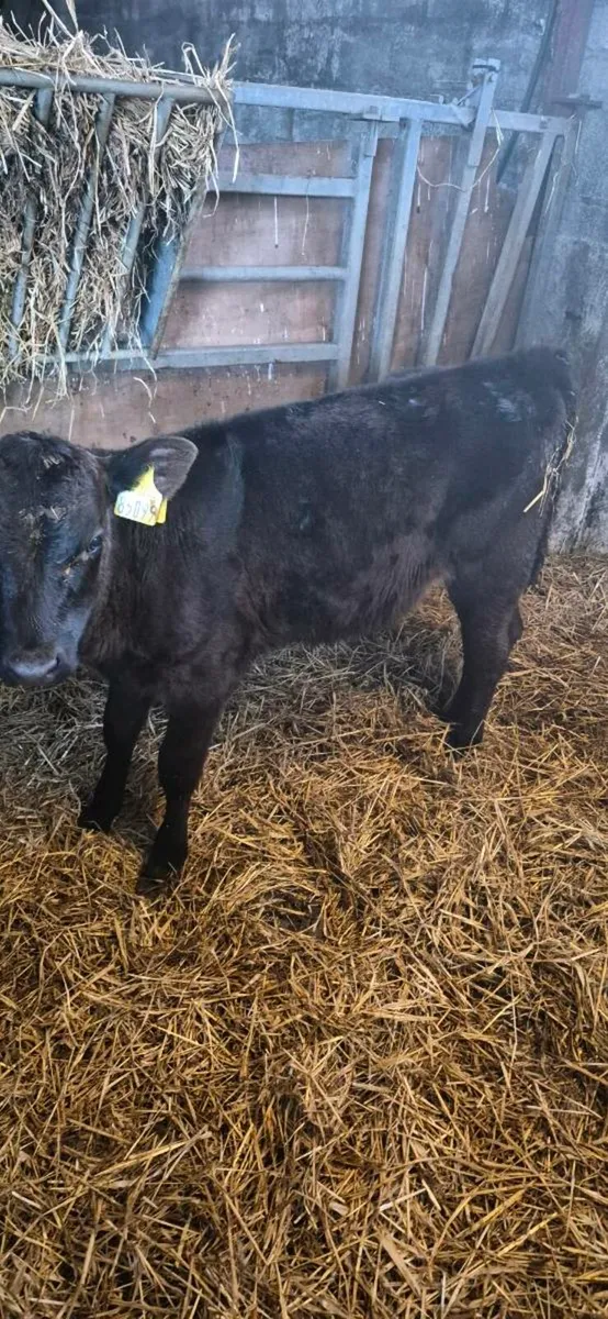 AAX HEIFERS RUNNER - Image 1