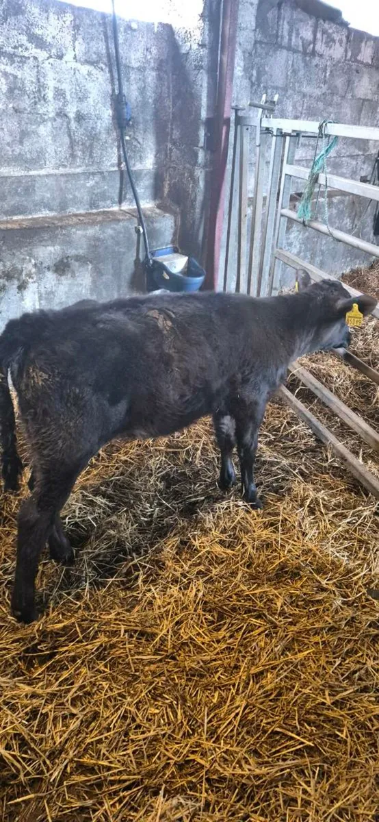 AAX HEIFERS RUNNER - Image 2