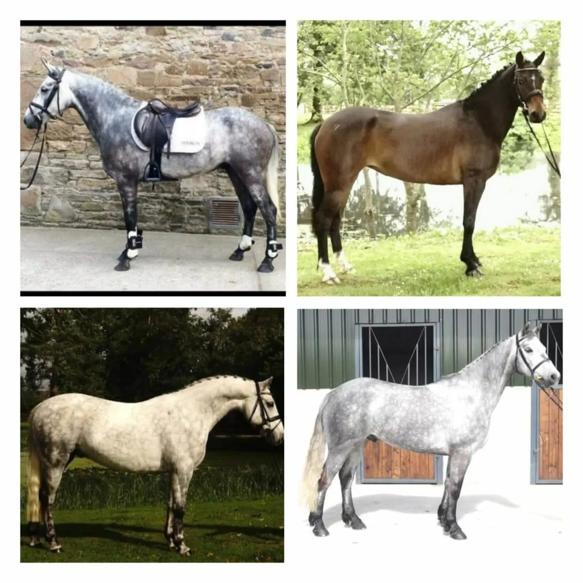 🌟 Want to sell your horse? 🌟 - Image 3