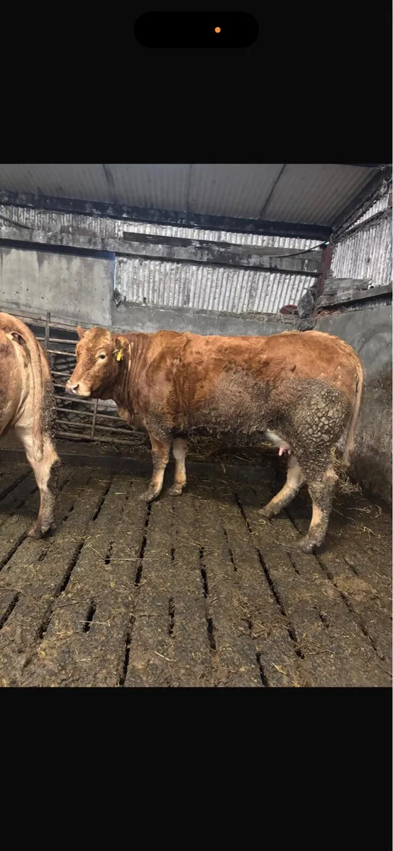 2 super heifers with calves at foot - Image 1