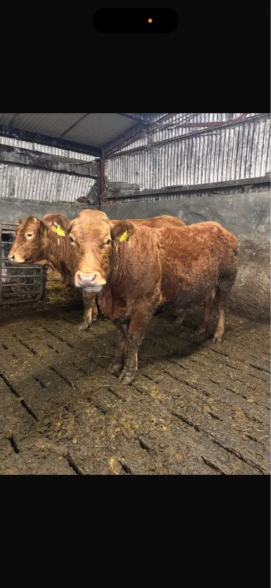 2 super heifers with calves at foot - Image 2