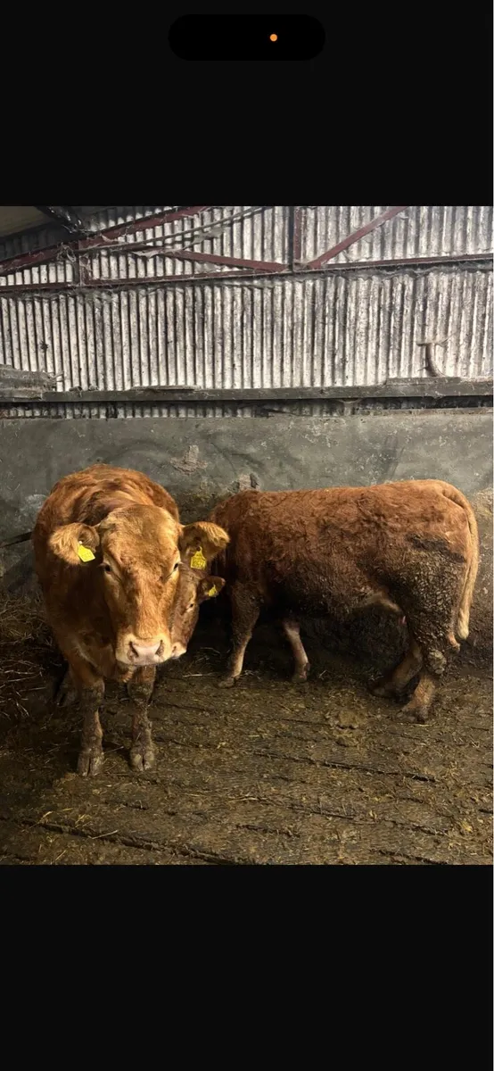 2 super heifers with calves at foot - Image 3