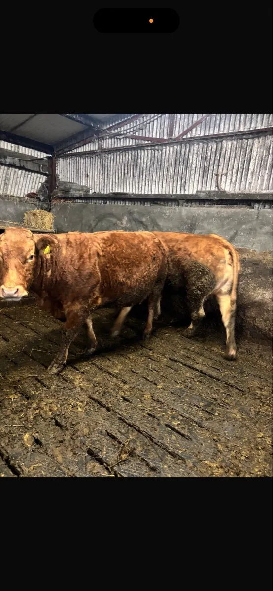 2 super heifers with calves at foot - Image 4