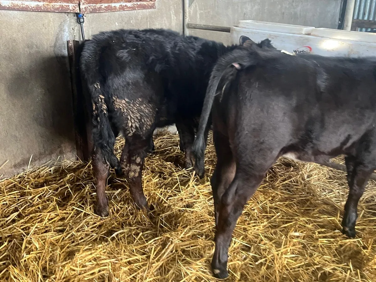 3 super Angus runner heifers - Image 1