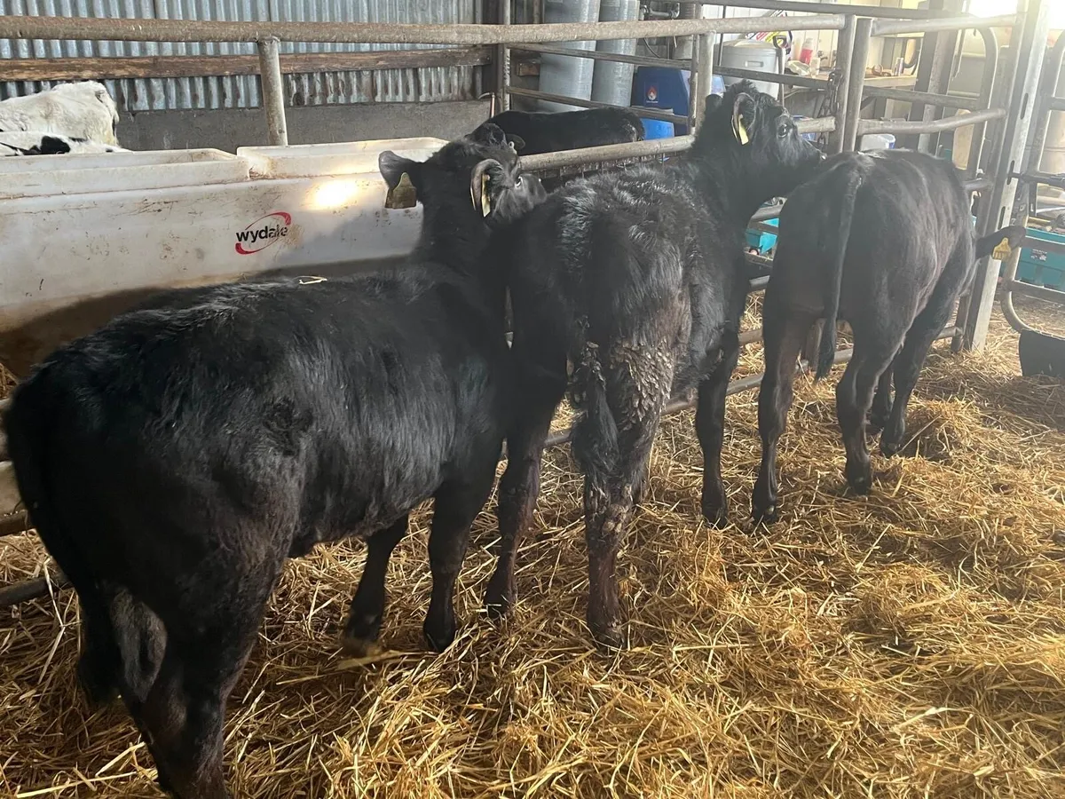 3 super Angus runner heifers - Image 2