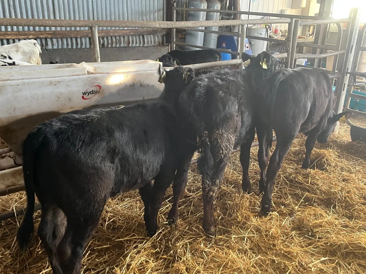 3 super Angus runner heifers - Image 3