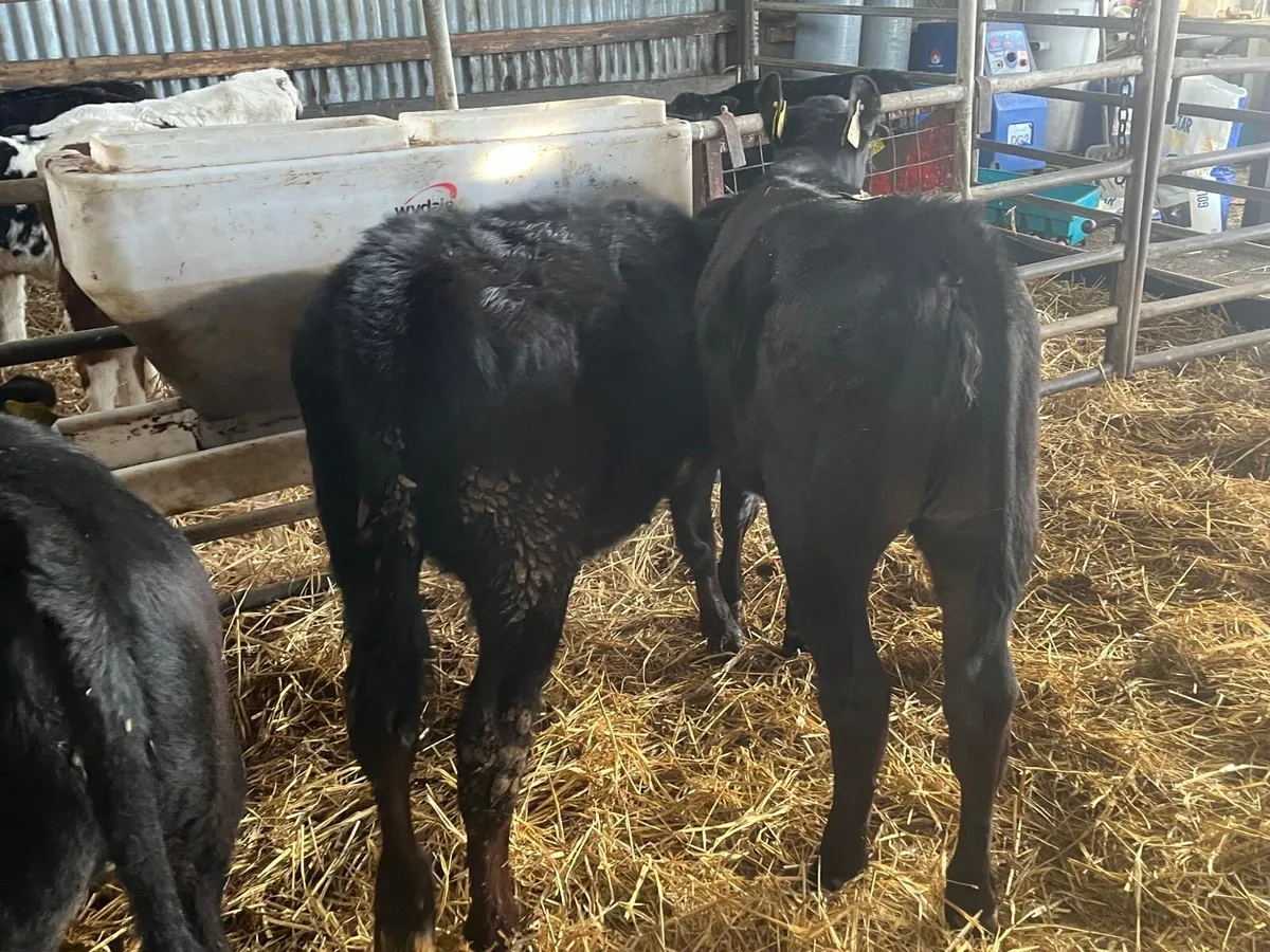 3 super Angus runner heifers - Image 4