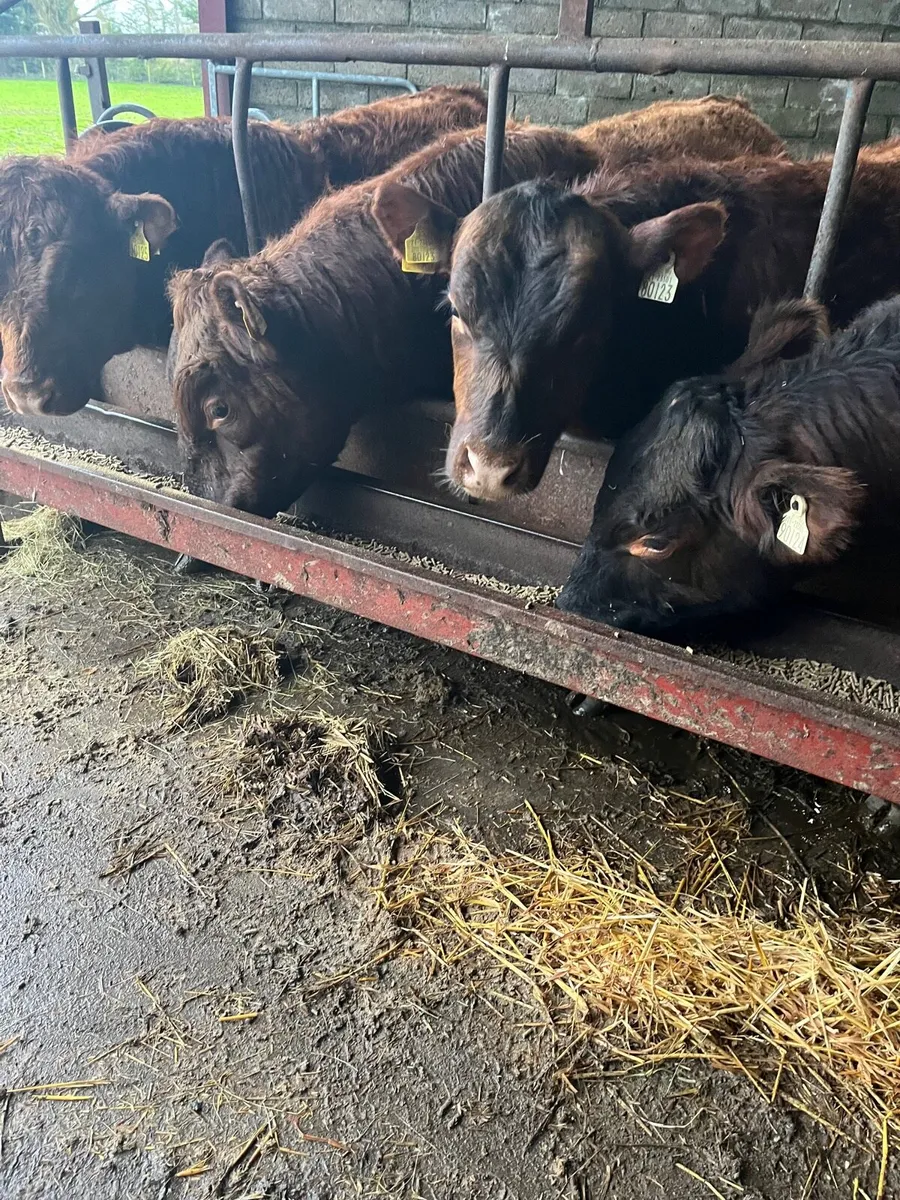 Red Angus bulls pure bred