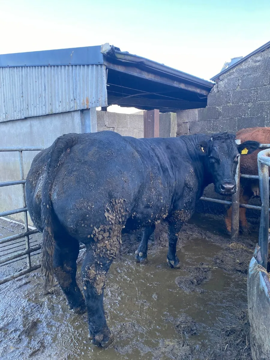 Dry heifer dry cow - Image 2