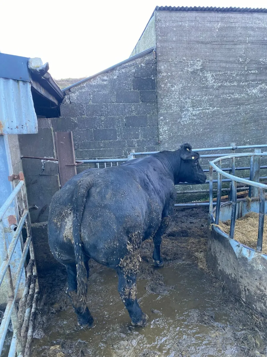 Dry heifer dry cow - Image 3