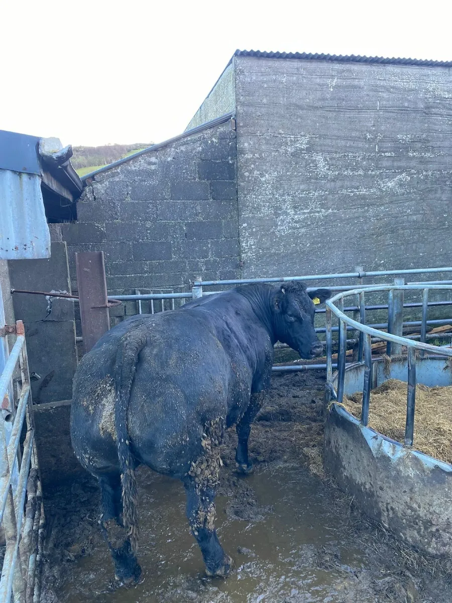 Dry heifer dry cow - Image 4