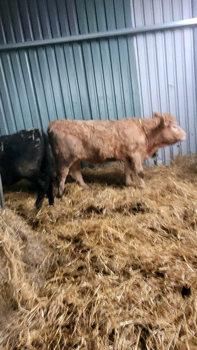 Limousine  heifers - Image 2