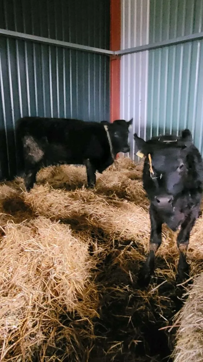 Limousine  heifers - Image 1