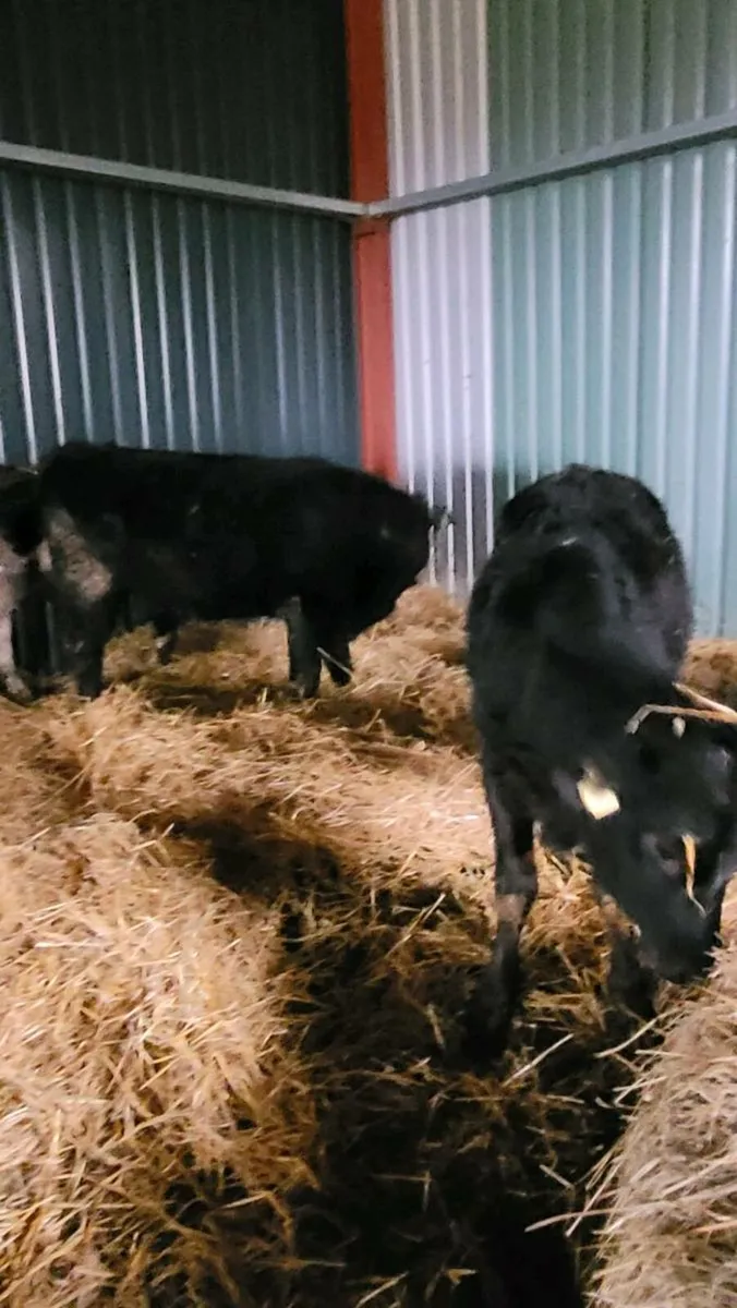 Limousine  heifers - Image 3