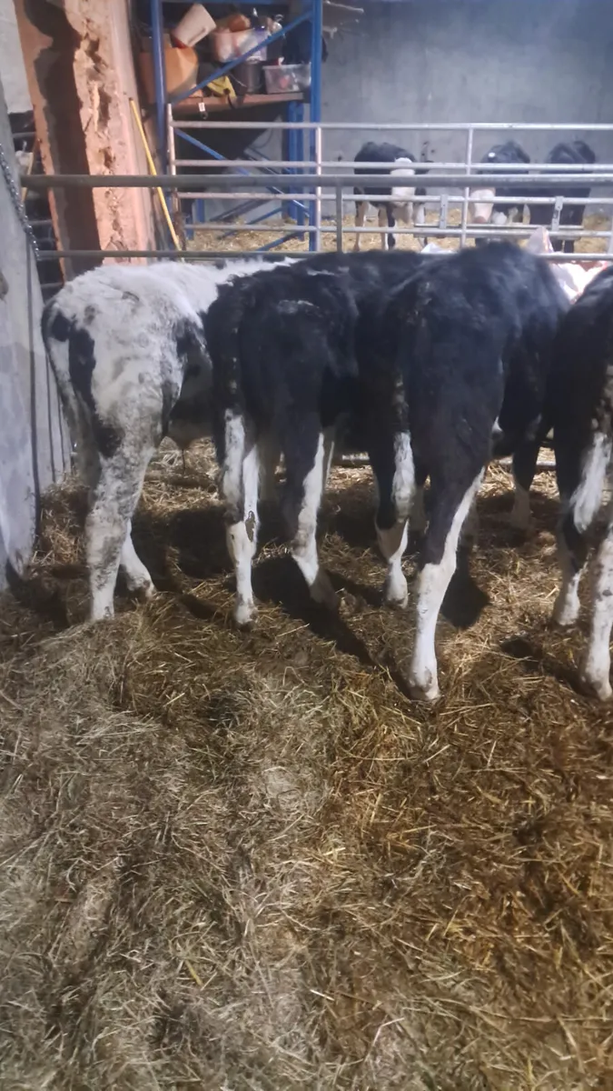 Reared calves - Image 2