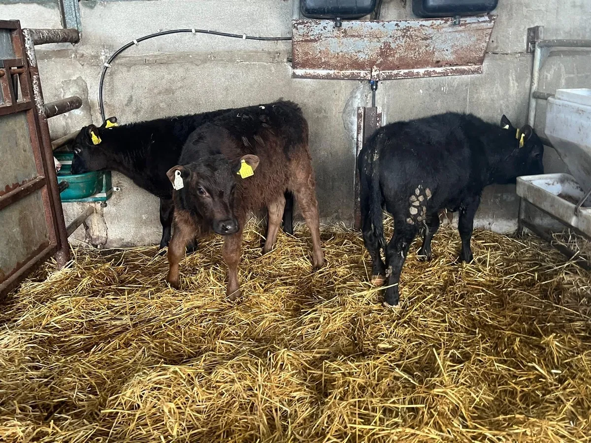 3 super Angus bull runners - Image 4