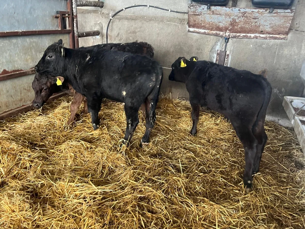 3 super Angus bull runners - Image 1