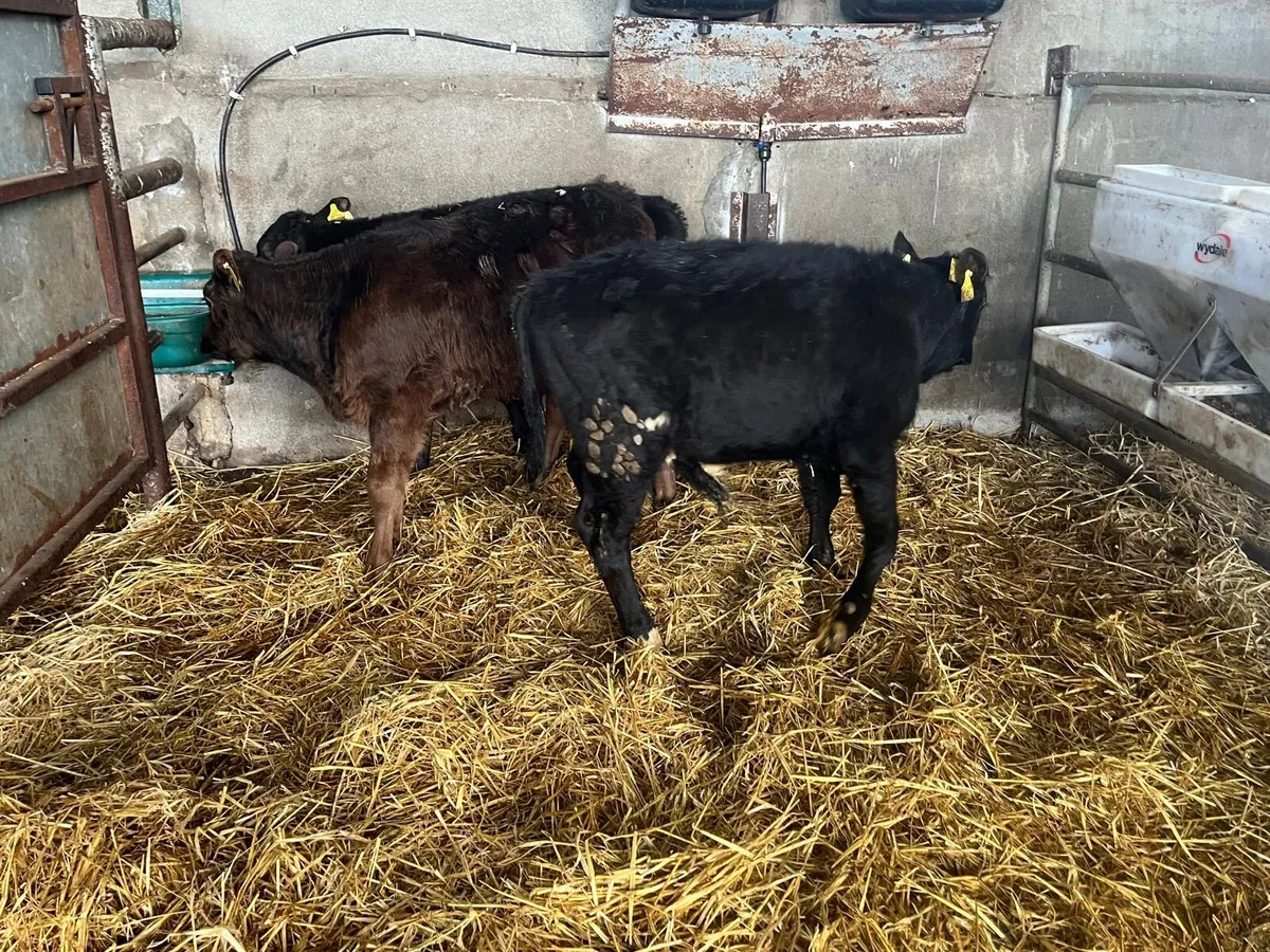 3 super Angus bull runners - Image 2