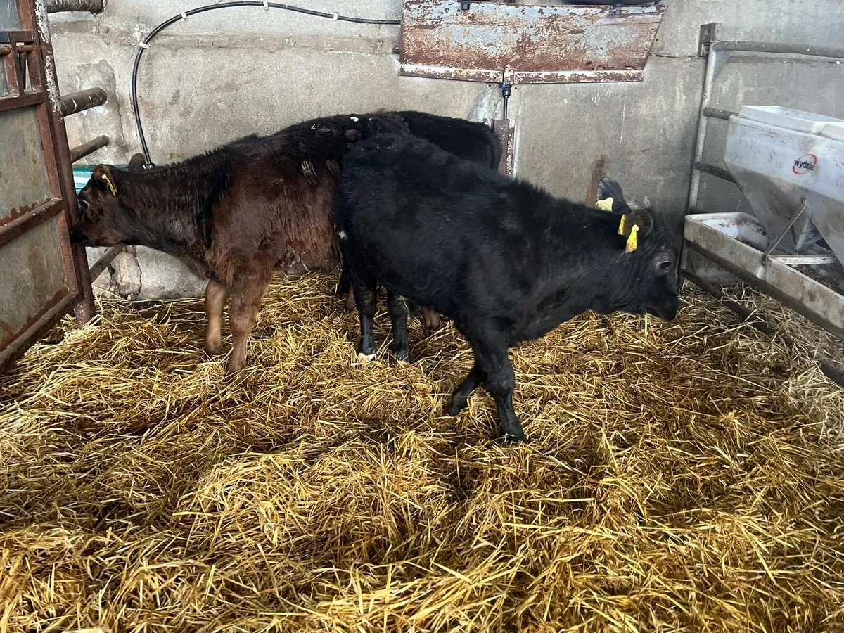 3 super Angus bull runners - Image 3