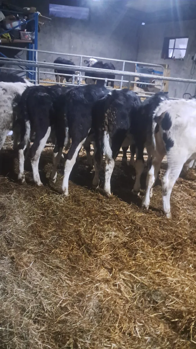 Reared calves - Image 1