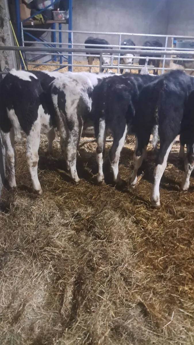 Reared calves - Image 4