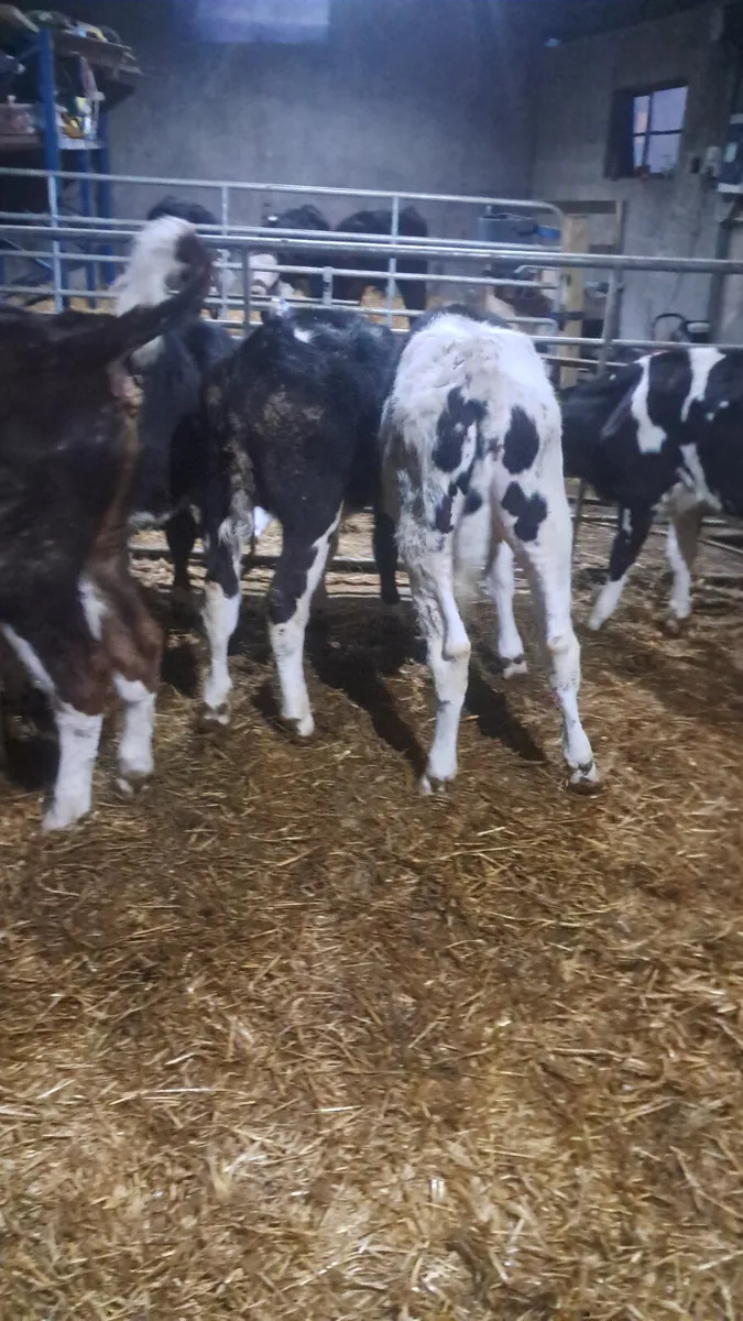 Reared calves - Image 3