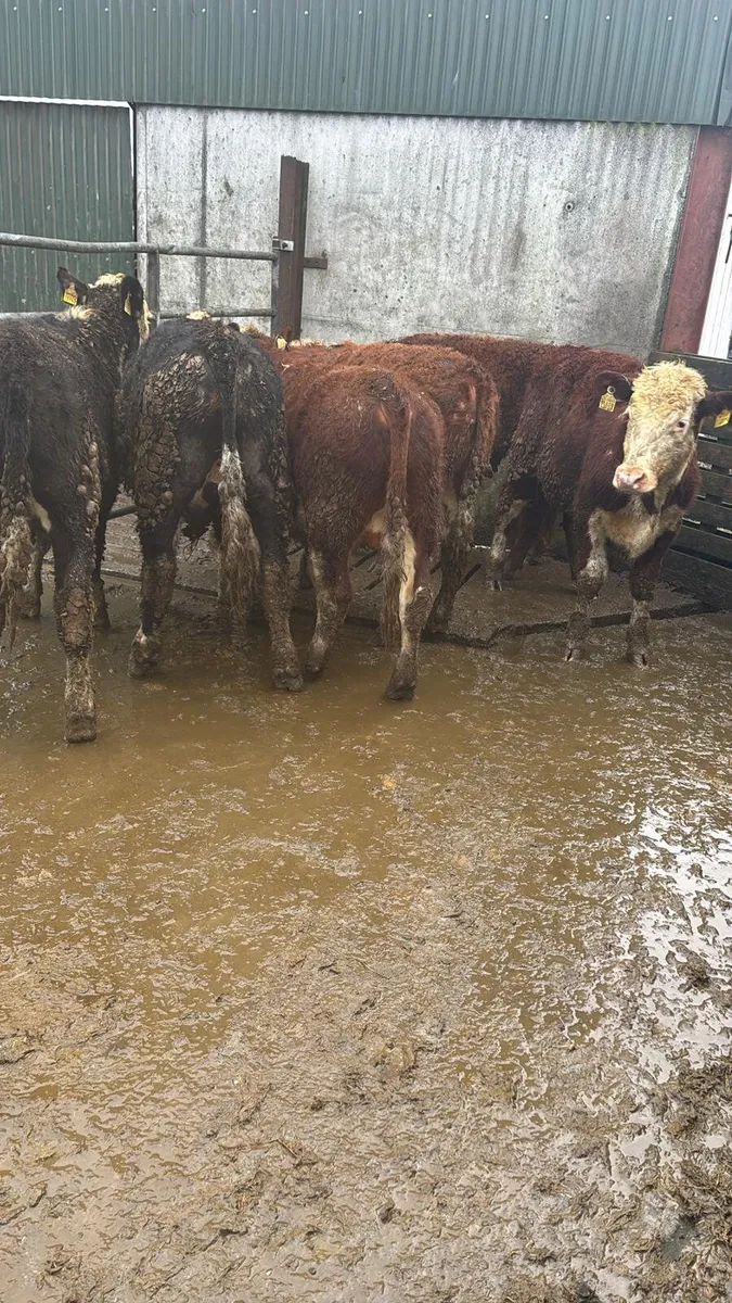 Hereford bullocks - Image 3