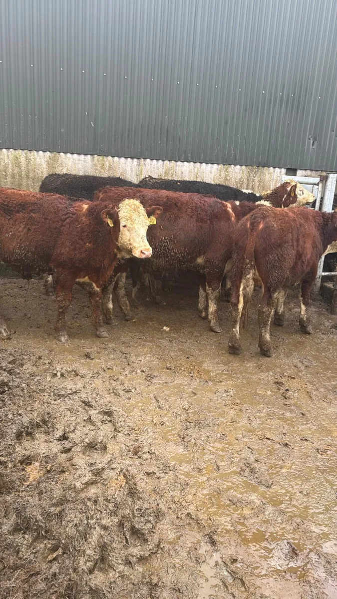 Hereford bullocks - Image 1