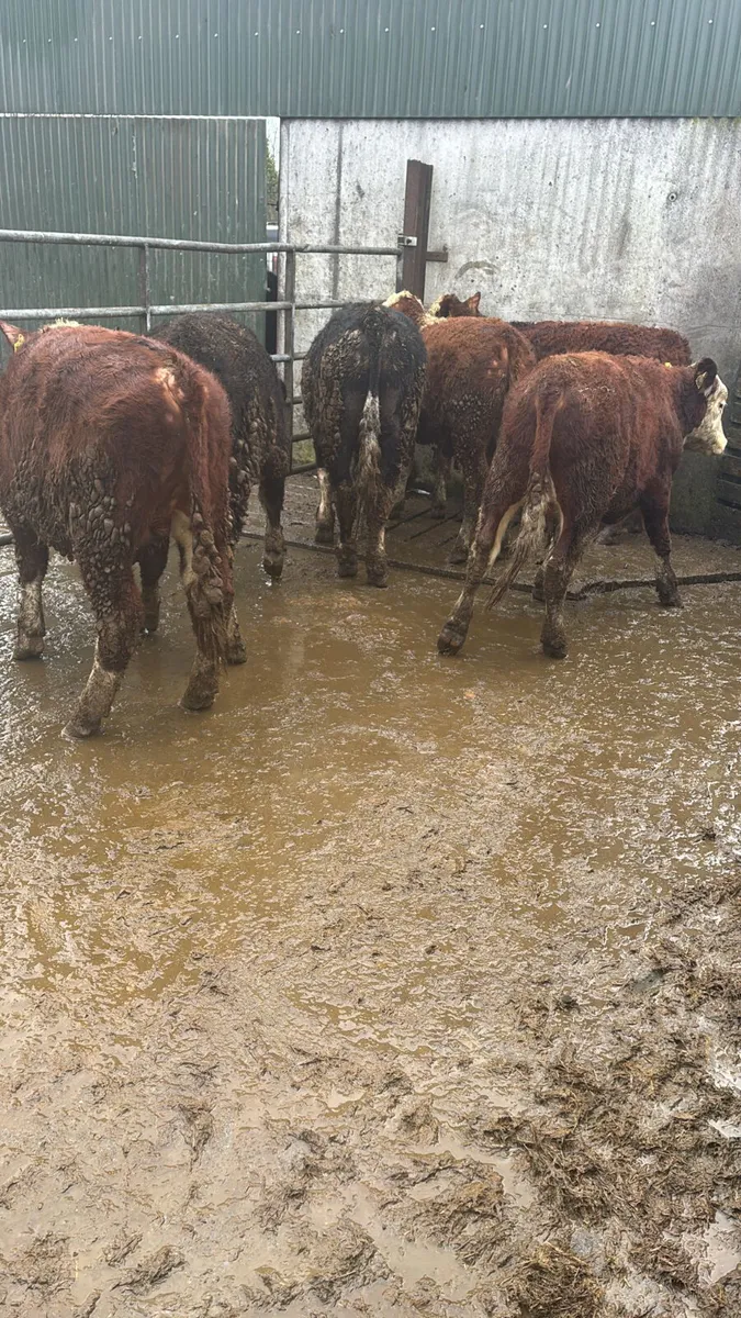 Hereford bullocks - Image 2