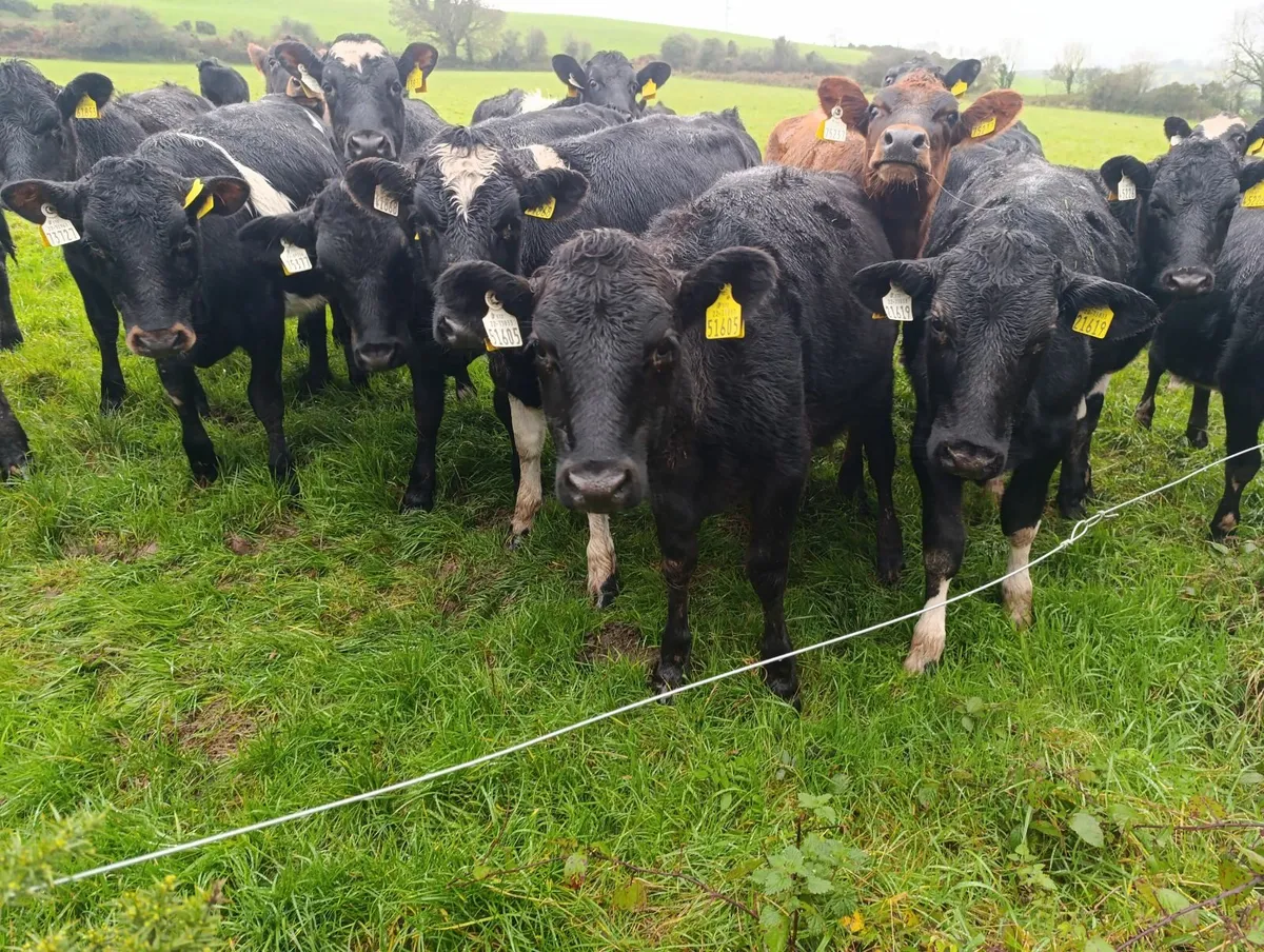 Contract Heifer Rearing - Image 1