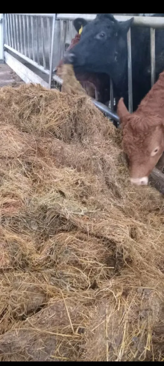 Silage bales - Image 4