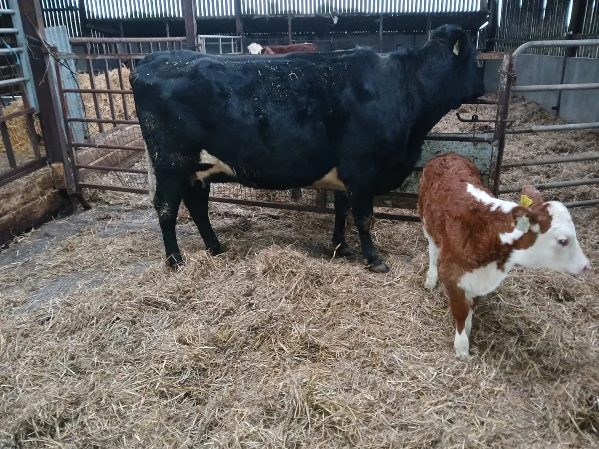 AA heifer with calf at foot