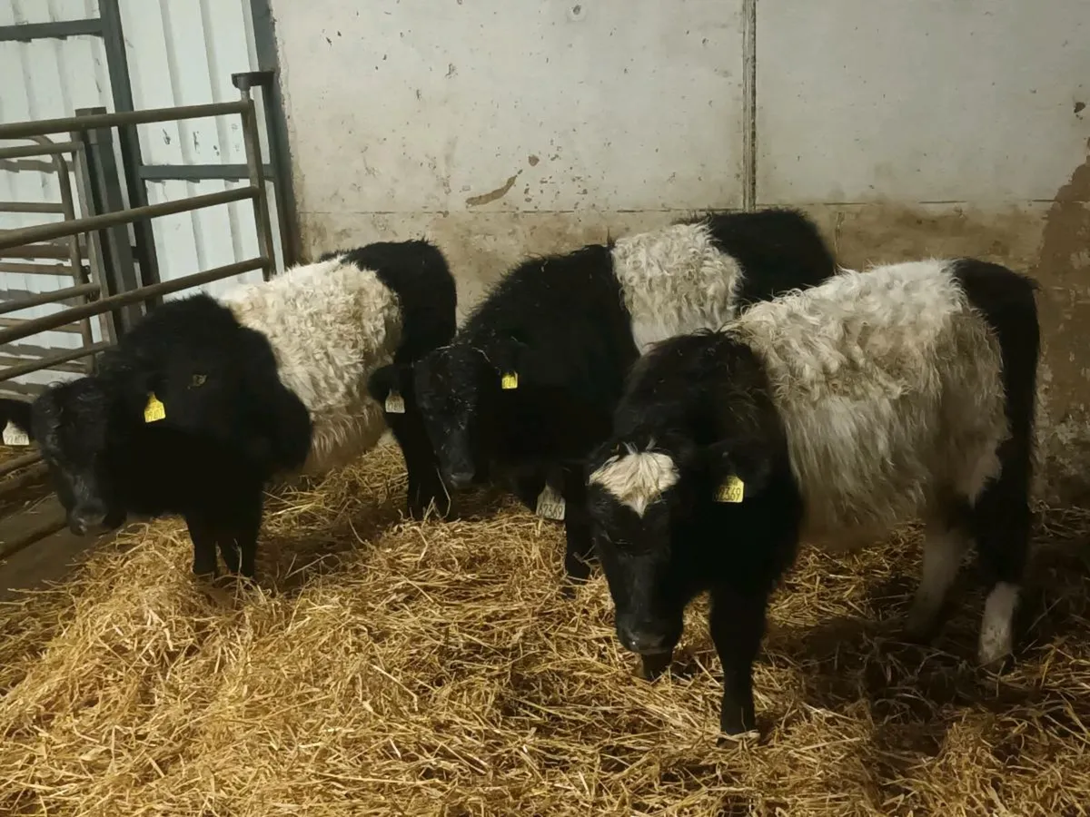 4 BELTED GALOWAY HEIFER WEANLINGS FOR SALE - Image 2