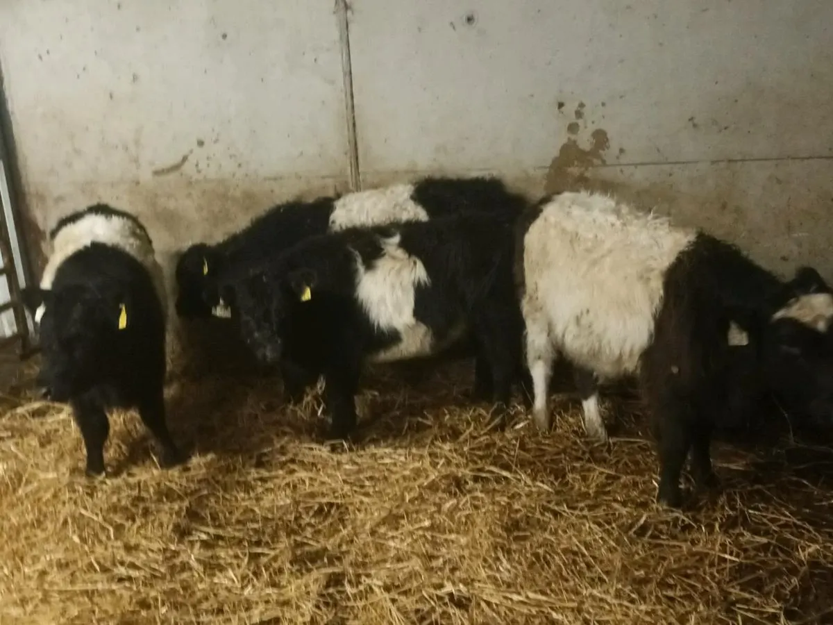4 BELTED GALOWAY HEIFER WEANLINGS FOR SALE - Image 3