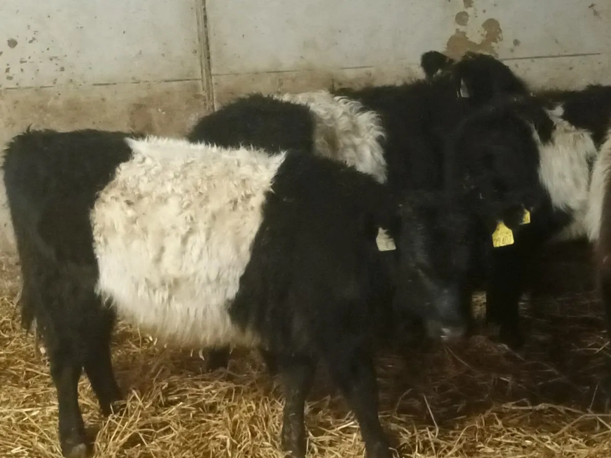 4 BELTED GALOWAY HEIFER WEANLINGS FOR SALE - Image 4