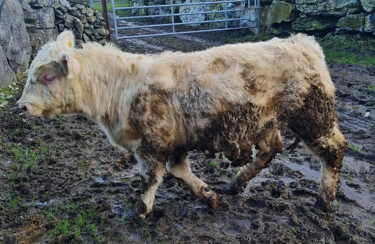 PBR CH & Commerical CH Bulls & Heifers - Image 2