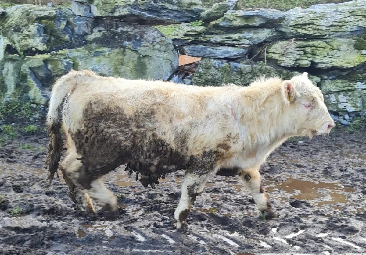 PBR CH & Commerical CH Bulls & Heifers - Image 1