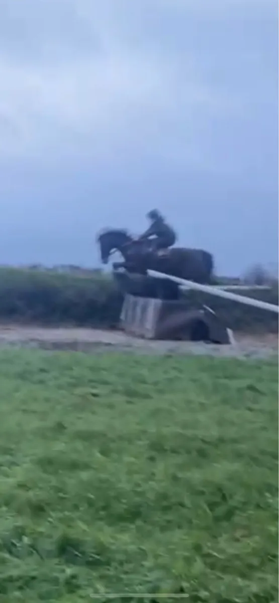 Thoroughbred gelding - Image 2