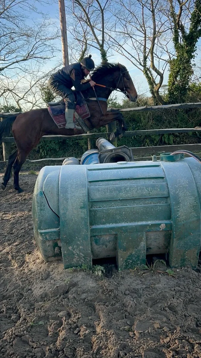 Thoroughbred gelding - Image 1