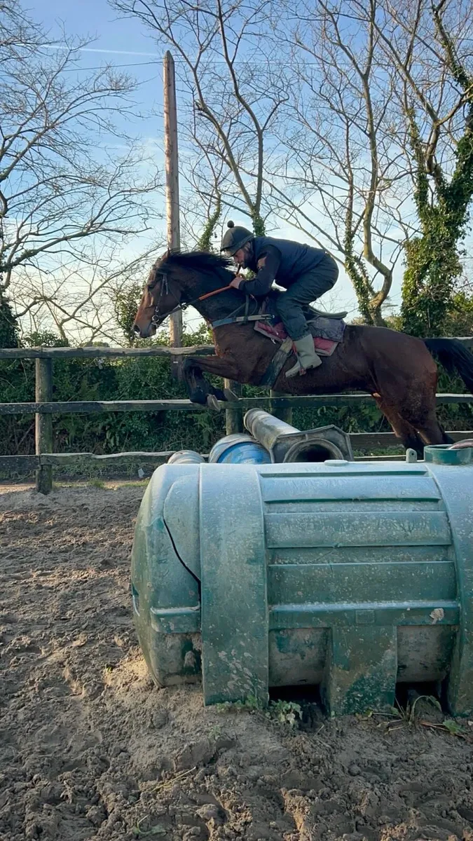 Thoroughbred gelding - Image 3
