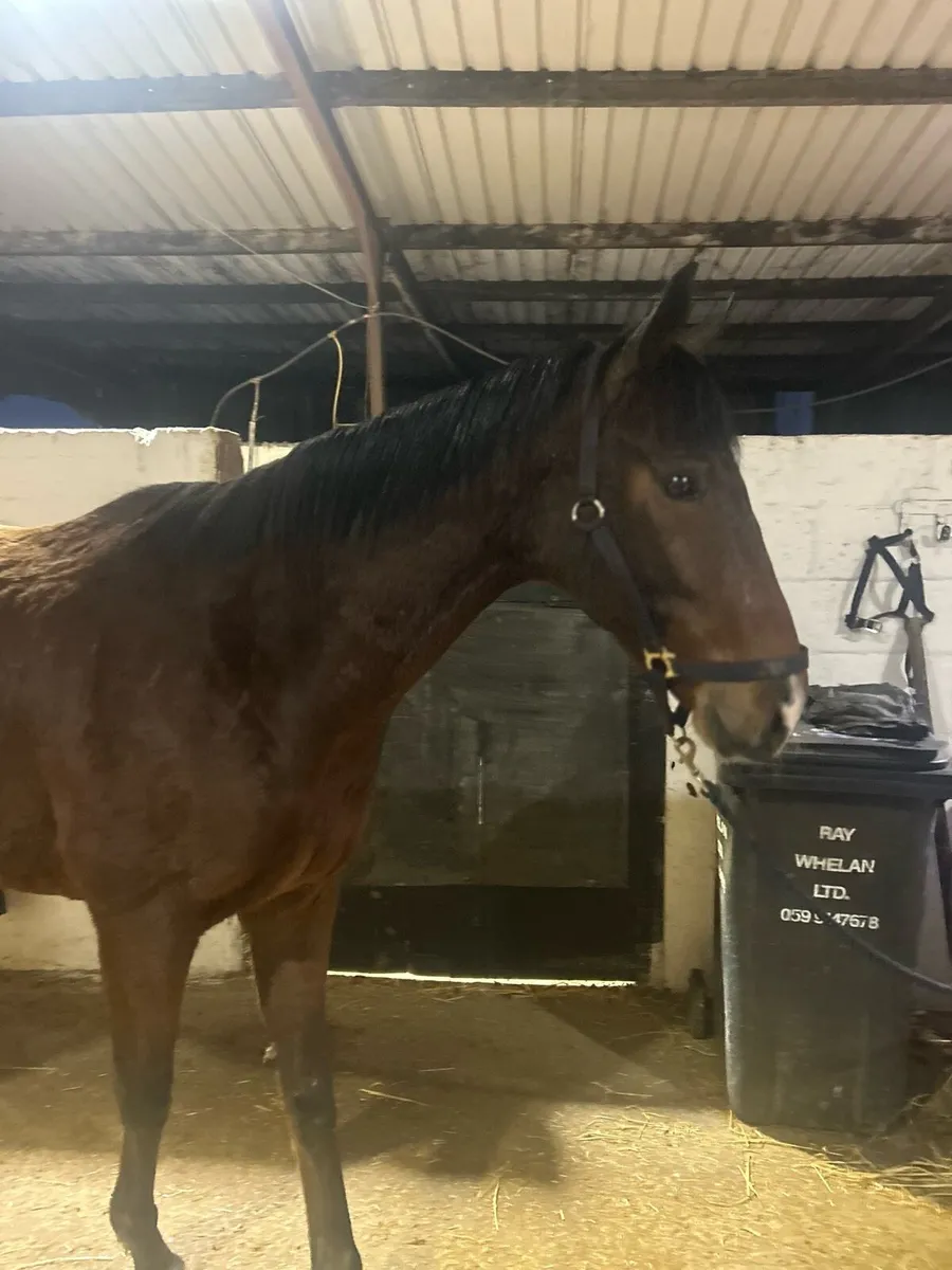 Thoroughbred gelding - Image 4