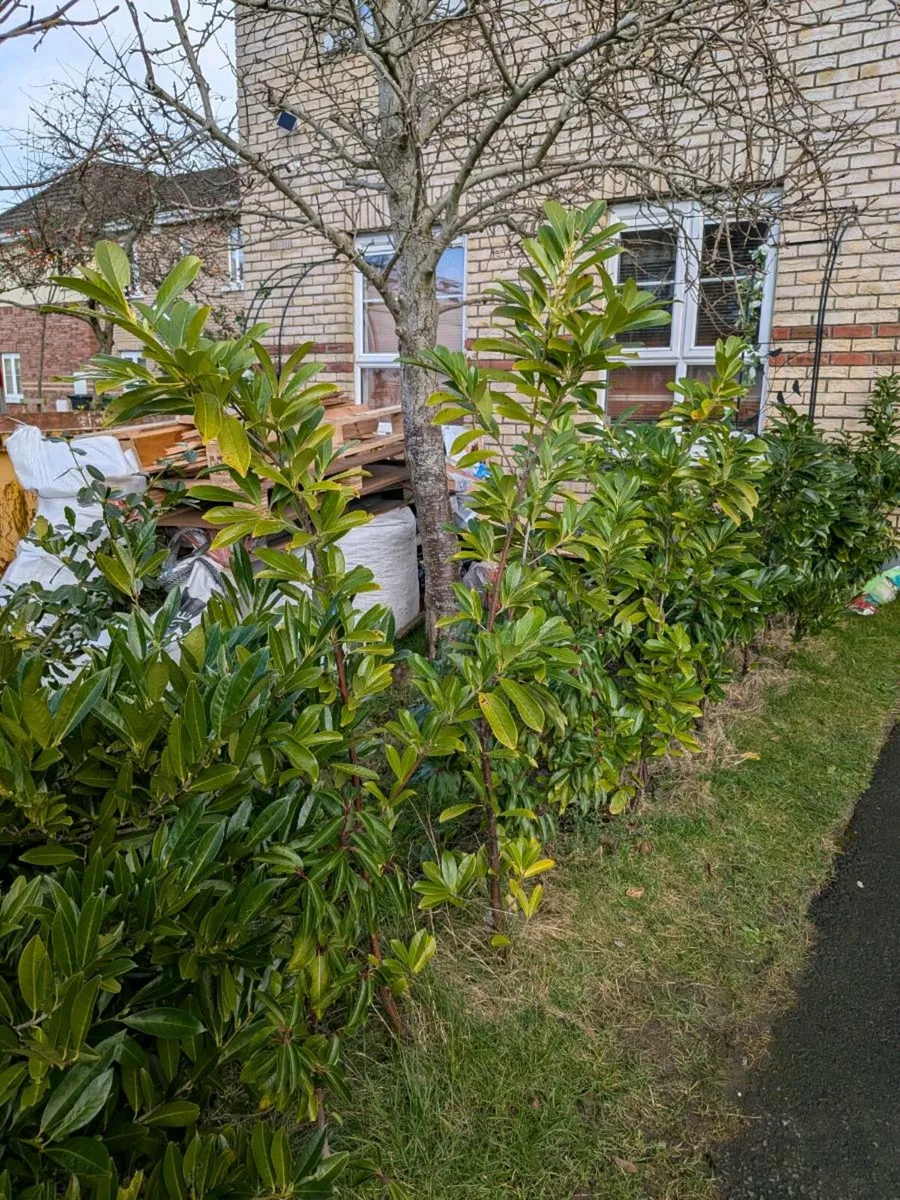 Free muture Headging plants ☘️ - Image 1