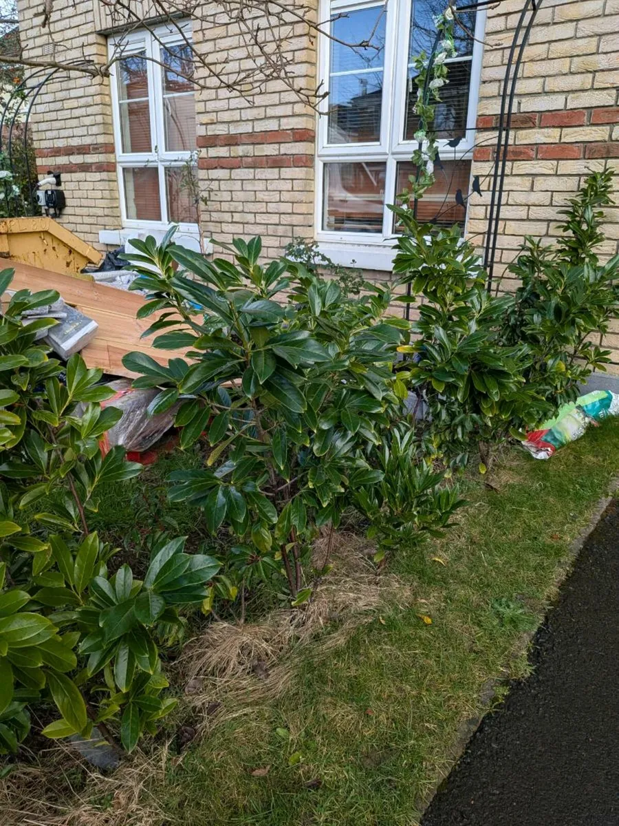 Free muture Headging plants ☘️ - Image 2