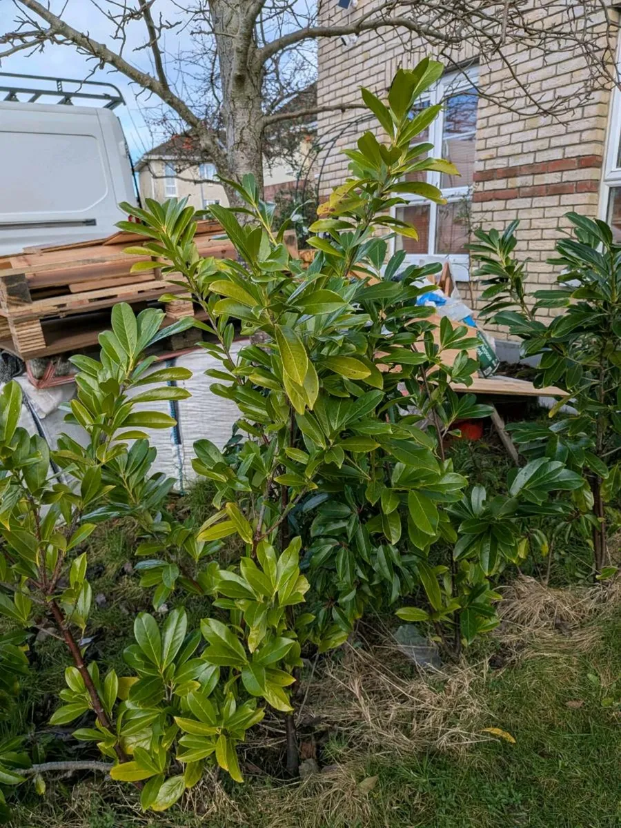 Free muture Headging plants ☘️ - Image 3