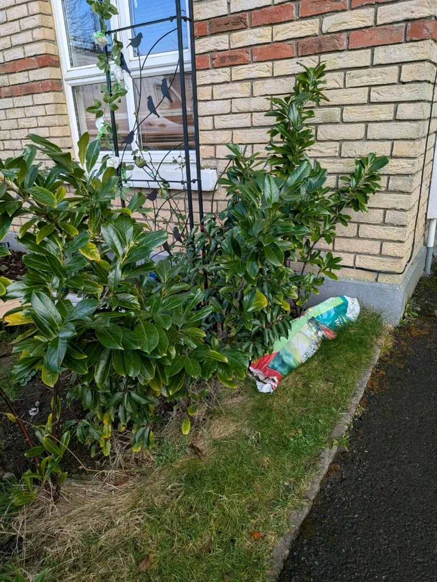 Free muture Headging plants ☘️ - Image 4